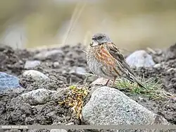 Photographie d'un oiseau strié, tête gris clair, gorge blanche, flancs roux striés de blanc, ventre blanc, posé à terre.