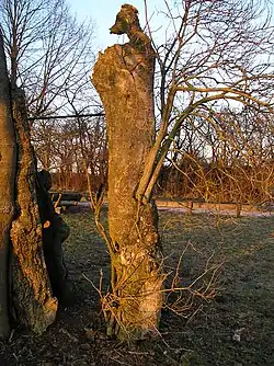 Vue du tronc, décembre 2008