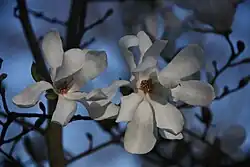 Magnolia, c’est le genre, qui regroupe plusieurs espèces d’arbres et d’arbustes connus pour leurs belles fleurs parfumées.