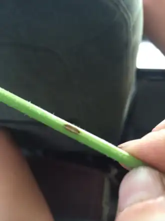 Description de l'image Alternaria dauci on a carrot stem.png.