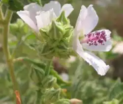 Fleur avec sa colonne staminale (anthères mauves).