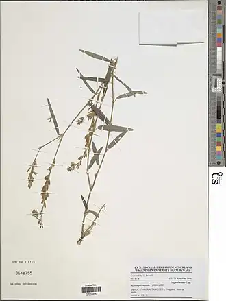 Alysicarpus rugosus.