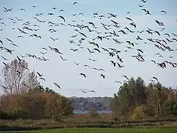 Oies en vol groupé.