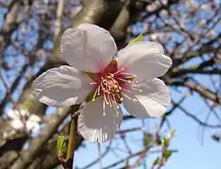 Des fleurs d'amandier.