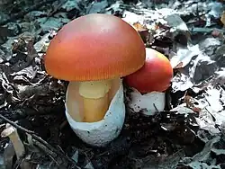 Sporophore développé et voile universel sous forme de volve.