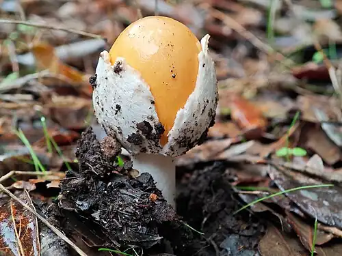 Amanita caesarea.