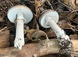 L'amanite élevée (Amanita excelsa var. excelsa)