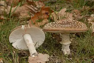 L'amanite panthère (Amanita pantherina)