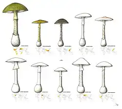 Page comportant deux rangées de cinq dessins de champignons chacune ; sous chacun se trouve le nom de l'espèce représentée ainsi qu'une carte du monde cylindrique équidistante où des nuances de rouge représentent la présence de cette espèce. Le premier dessin est celui d'une amanite phalloide, avec un chapeau vert à lames blanches, un pied long et beige et une volve blanche.