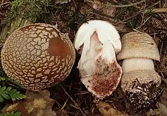 Rougissante dans les blessures, base véreuse.