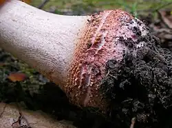 Base du pied en bulbe.