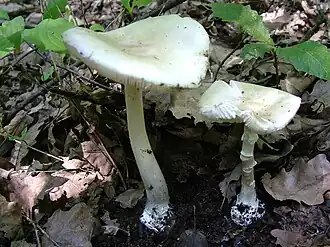 Description de cette image, également commentée ci-après