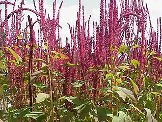 Description de l'image Amaranthus cruentus1.jpg.