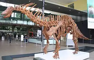 Assemblage du squelette d'un Amargasaurus, un genre apparenté dont les épines neurales sont allongées de la même manière que Bajadasaurus.
