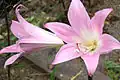 Fleurs d'Amaryllis belladonna.