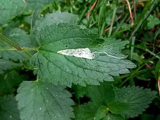 Description de l'image Amauromyza labiatarum 01.JPG.