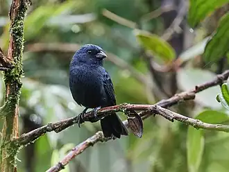 Description de l'image Amaurospiza aequatorialis - Ecuadorian Seedeater (cropped).jpg.