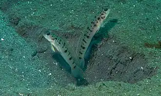 Vanderhorstia ambanoro