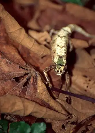 Description de l'image Amber Mountain Leaf Chameleon (Brookesia ambreensis) (43457275260).jpg.