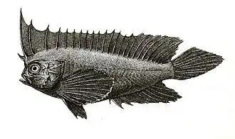 Amblyapistus macracanthus