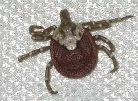 Description de l'image Amblyomma testudinarium タカサゴキララマダニ.jpg.