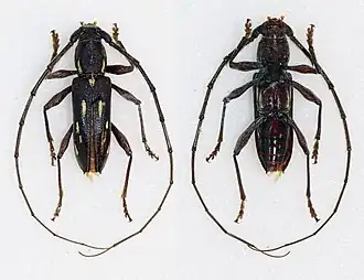 Description de cette image, également commentée ci-après