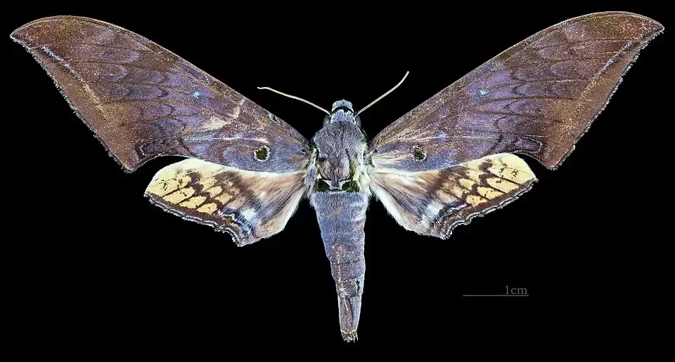 Face dorsale de la femelle(coll.MHNT)
