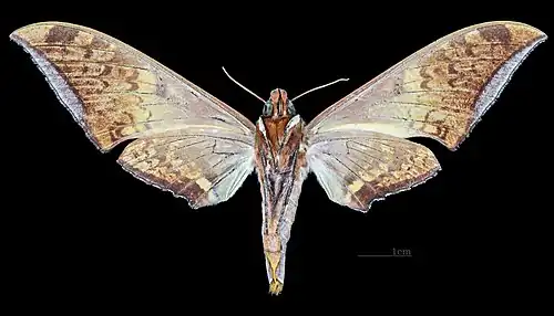 Face ventrale de la femelle(coll.MHNT)
