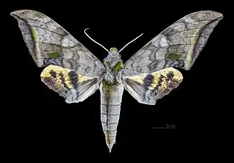 Description de cette image, également commentée ci-après