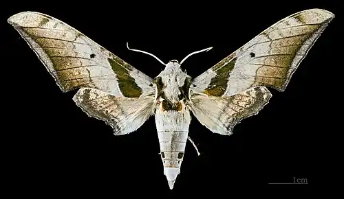 Ambulyx japonica angustifasciata Face dorsale MHNT