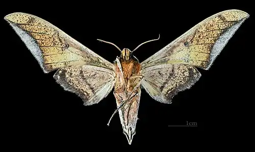 Ambulyx japonica angustifasciata revers MHNT