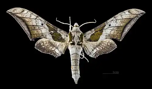 Ambulyx japonica japonica Face dorsale MHNT