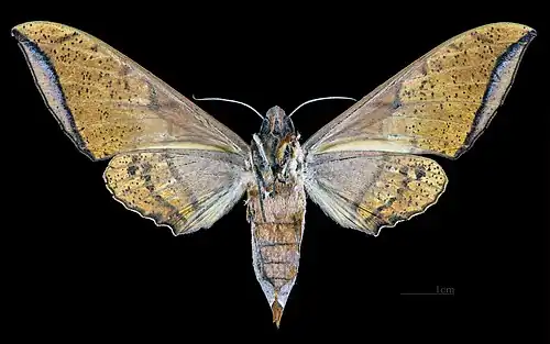 Revers de la femelle (coll.MHNT)