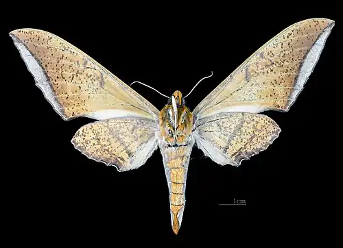 Revers de la femelle (coll. MHNT)