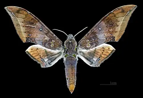 Face dorsale du mâle (coll. MHNT)