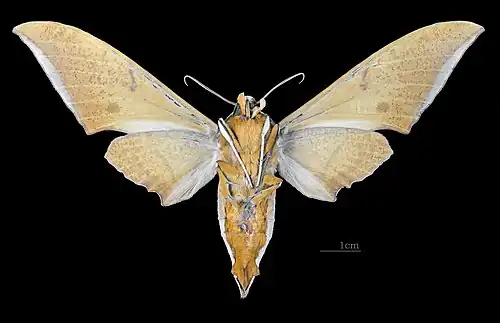 Revers du mâle (coll. MHNT)