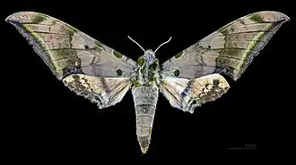 Face dorsale de la femelle (coll.MHNT)