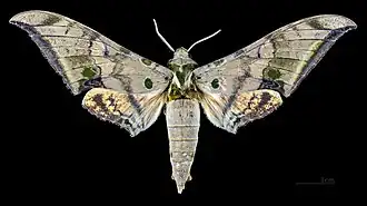 Description de cette image, également commentée ci-après