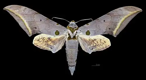 Avers du mâle (coll.MHNT)