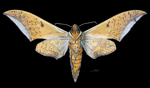 Revers du mâle (coll.MHNT)