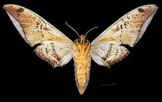 Ambulyx sericeipennis joiceyi femelle, revers