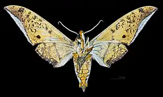 Ambulyx sericeipennis okurai mâle revers