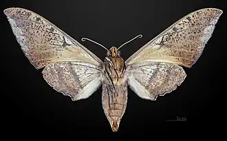 Revers de la femelle MHNT