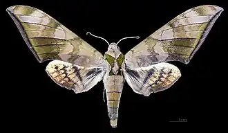 Face dorsale de la femelle (coll. MHNT)