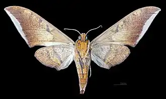 Revers de la femelle (coll. MHNT)