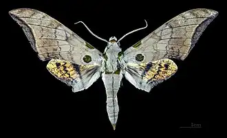 Description de cette image, également commentée ci-après