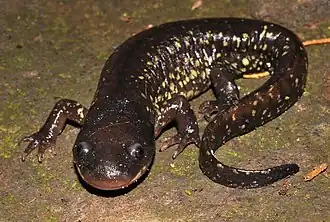 Description de l'image Ambystoma flavipiperatum 67940860 (cropped).jpg.