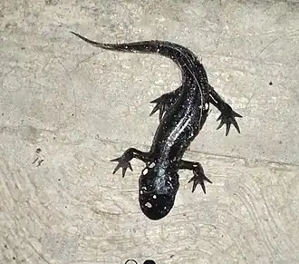 Description de l'image Ambystoma lermaense (Ajolote de Lerma).jpg.