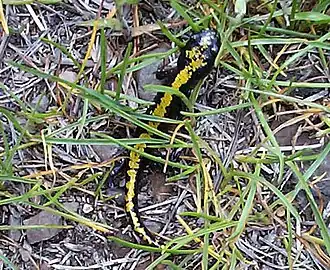 Description de l'image Ambystoma macrodactylum.jpg.