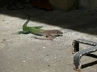 Description de cette image, également commentée ci-après